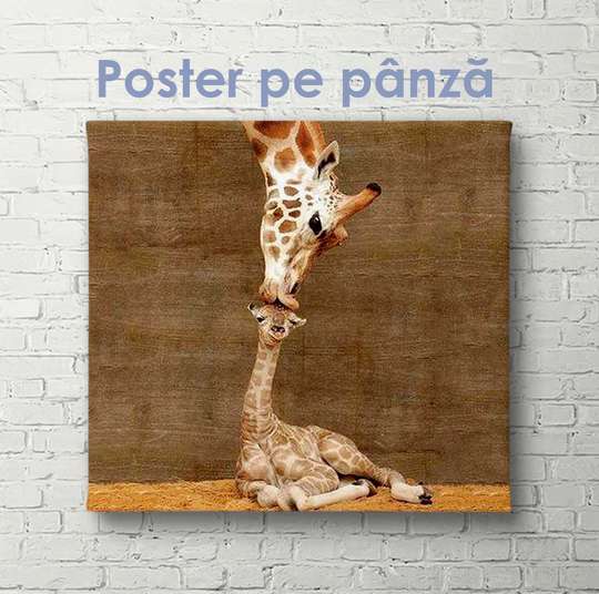 Постер, Мама и ребенок жираф, 40 x 40 см, Холст на подрамнике, Животные