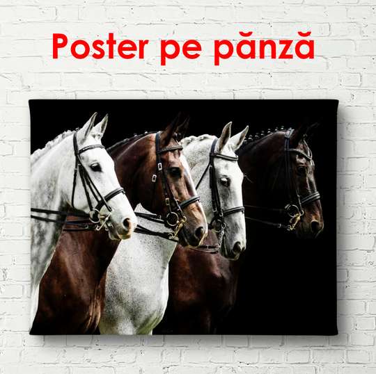Poster, Cai pe un fundal negru, 90 x 45 см, Poster înrămat, Animale