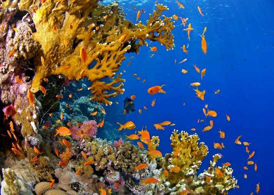Фотообои - Чудеса подводного мира