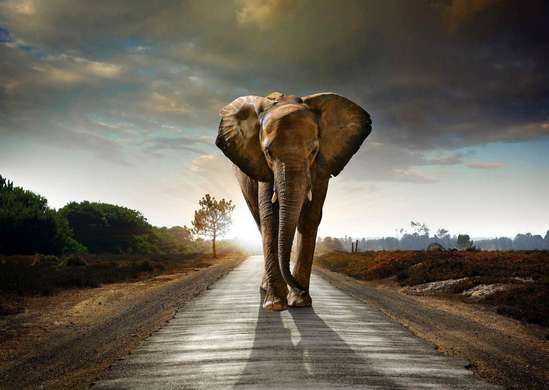 Фотообои - Слон на улице