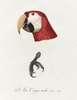 Постер - Красный попугай, 60 x 90 см, Постер в раме, Минимализм