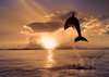 Фотообои с дельфинами на закате