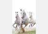 Фотообои - Белые лошади в галопе