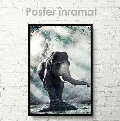 Poster, Elefant, 60 x 90 см, Poster inramat pe sticla