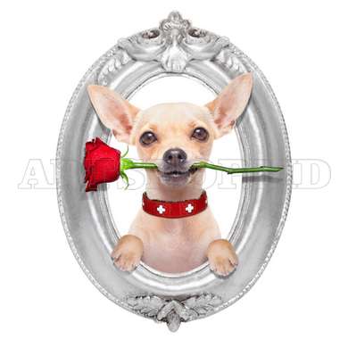 Poster - Dog with a rose, 100 x 100 см, Framed poster on glass, Minimalism