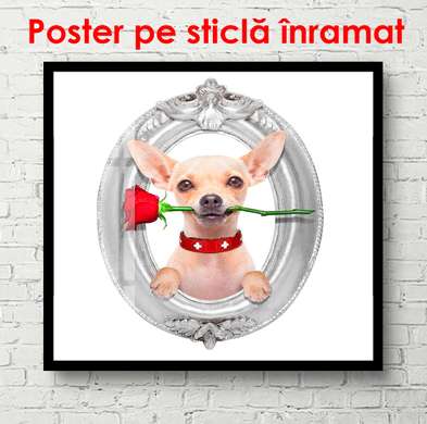 Poster - Dog with a rose, 100 x 100 см, Framed poster, Minimalism