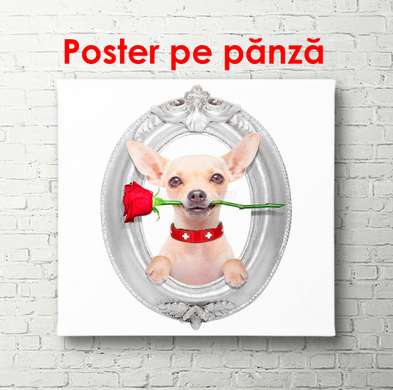 Poster - Câine cu un trandafir, 100 x 100 см, Poster inramat pe sticla, Minimalism