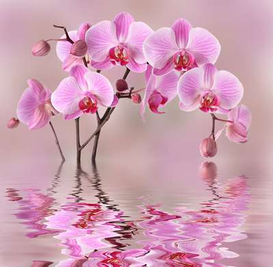 Wall Mural - Beautiful pink orchid on a pink background in water reflection