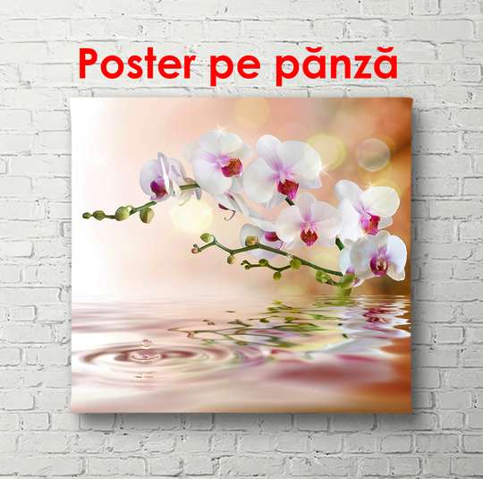 Poster - Delicate orchid in the reflection of water on a brown background, 100 x 100 см, Framed poster
