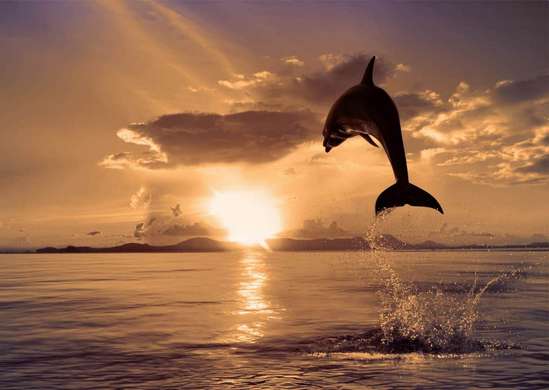 Fototapet - Delfini la apusul soarelui 