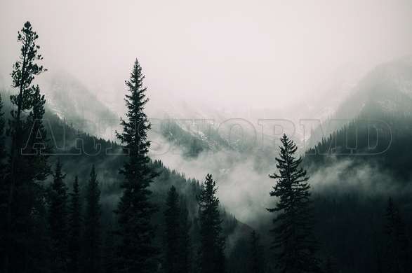 Wall mural - The forest in the fog