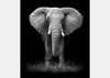 Фотообои - Слон на черном фоне