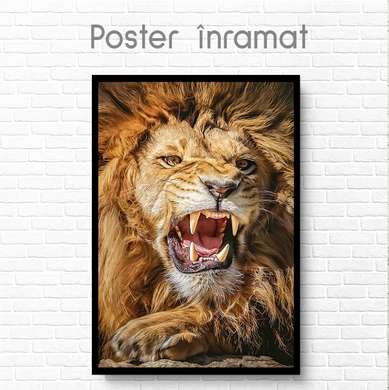 Poster, Leul fioros, 60 x 90 см, Poster inramat pe sticla, Animale