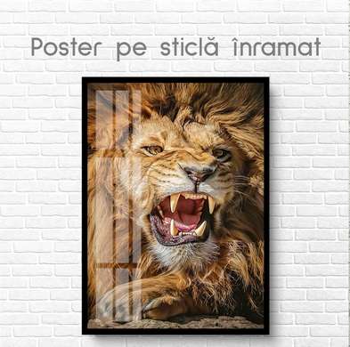 Poster, Leul fioros, 30 x 45 см, Panza pe cadru