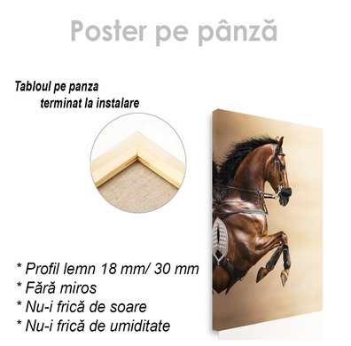 Постер, Лошадь во всей красе, 30 x 45 см, Холст на подрамнике, Животные