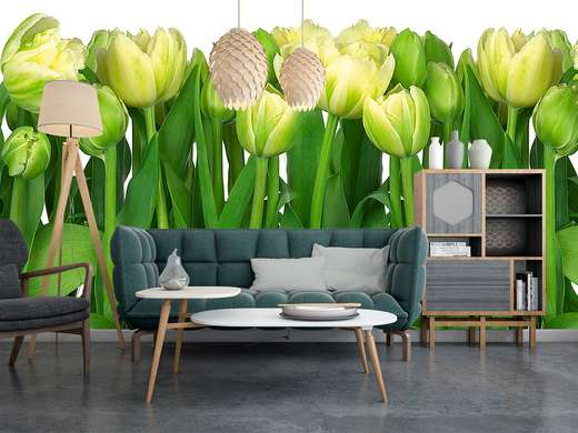 Wall Mural - White tulips close-up