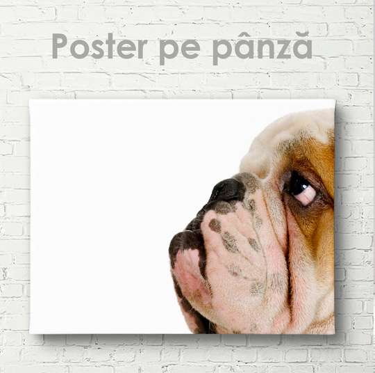 Poster, Bulldog, 45 x 30 см, Panza pe cadru, Animale