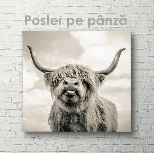 Poster, Bivol, 40 x 40 см, Panza pe cadru, Animale