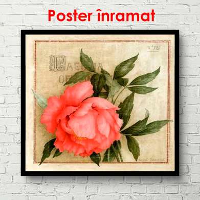 Постер - Розовая роза на зеленоватом фоне, 100 x 100 см, Постер в раме, Прованс