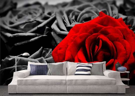 Fototapet - Un trandafir roșu pe un fundal alb-negru