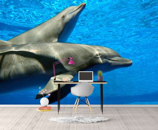 Wall Mural - Beautiful dolphins in the water