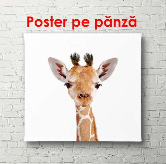 Poster - Girafa pe un fundal alb, 100 x 100 см, Poster înrămat, Pentru Copii