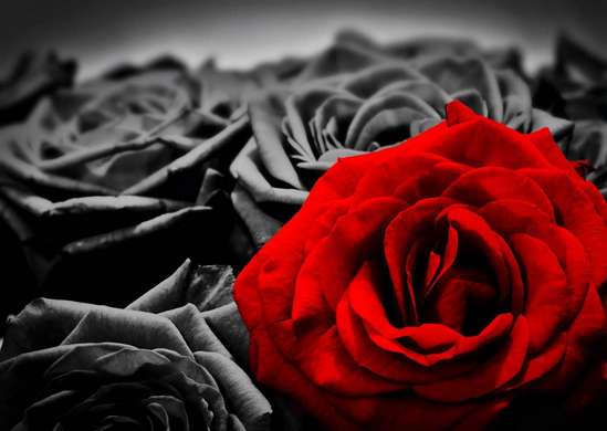 Фотообои - Красная роза на черном и белом фоне