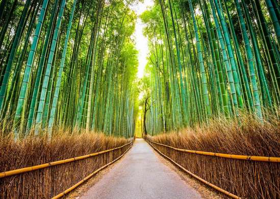 Fototapet - Pădurea de bambus