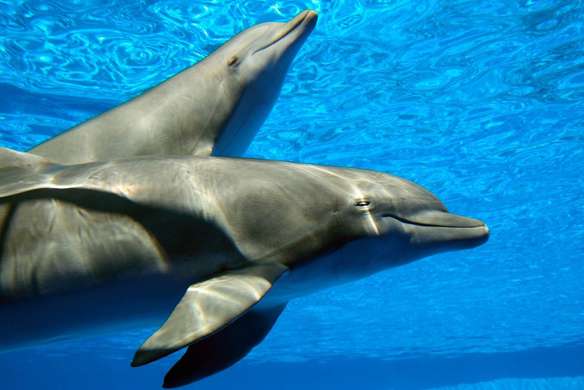 Fototapet - Delfinii frumoși în apă