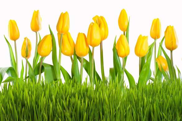 Фотообои - Желтые тюльпаны в поле