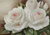 Fototapet - Trandafiri albi cu margini aurii