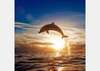 Фотообои - Дельфин на закате