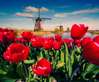 Wall Mural - Red tulips on the background of the windmill