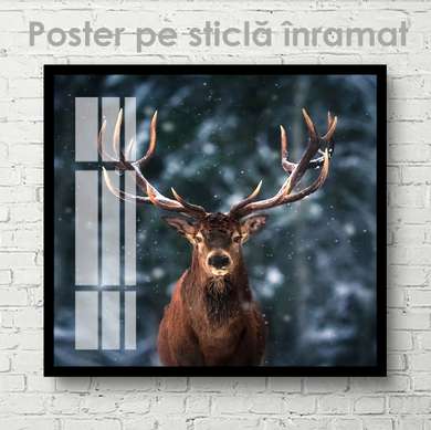 Poster, Cerb, 40 x 40 см, Panza pe cadru, Animale