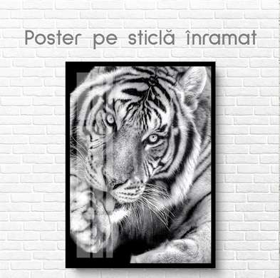 Poster, Tigru alb-negru, 60 x 90 см, Poster inramat pe sticla, Animale