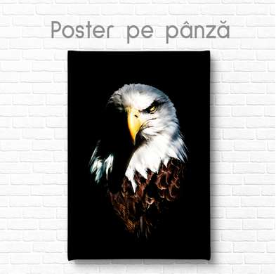 Постер, Орел, 60 x 90 см, Постер на Стекле в раме, Животные