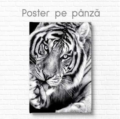 Постер, Черно белый Тигр, 60 x 90 см, Постер на Стекле в раме, Животные
