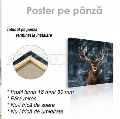 Poster, Deer, 40 x 40 см, Canvas on frame, Animals