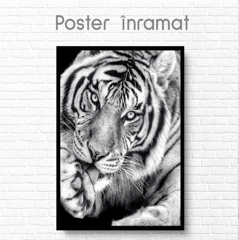 Affiche Tigre noir et blanc Artshop.md Fabrique de papiers