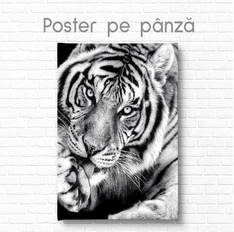 Affiche Tigre noir et blanc Artshop.md Fabrique de papiers