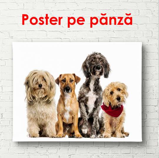 Постер, Четыре собаки на белом фоне, 90 x 60 см, Постер в раме, Животные