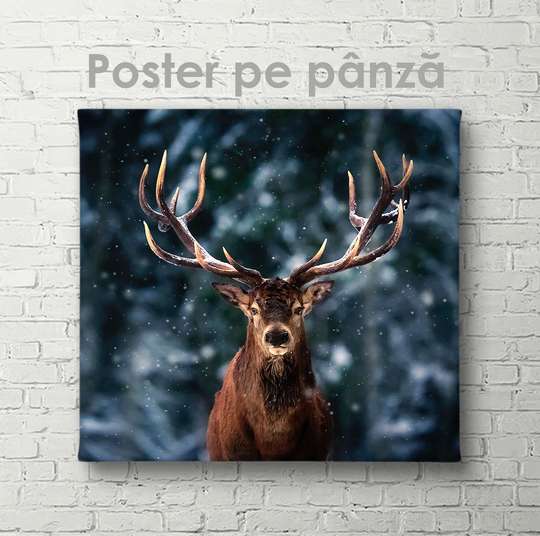Poster, Deer, 40 x 40 см, Canvas on frame, Animals
