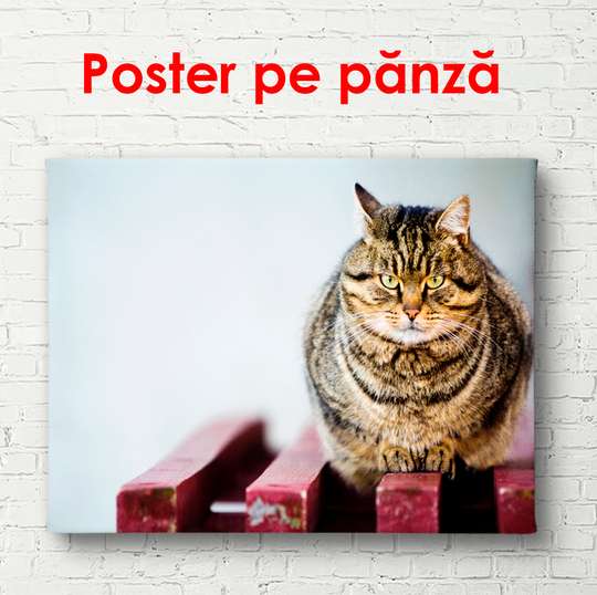 Постер, Котик сидит на скамейке, 90 x 60 см, Постер в раме, Животные