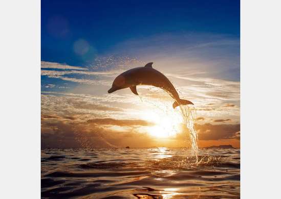 Fototapet - Delfinul la apusul soarelui 