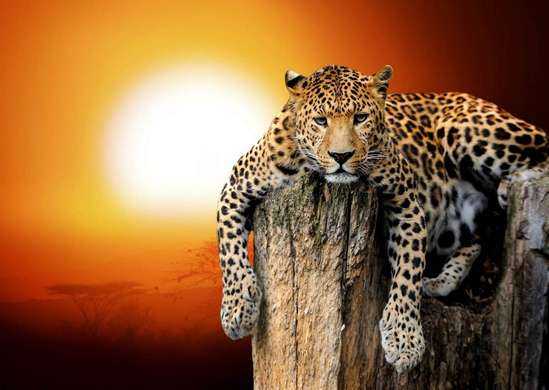 Fototapet - Leopardul pe fundalul unui apus