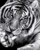 Постер, Черно белый Тигр, 60 x 90 см, Постер на Стекле в раме, Животные
