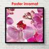 Постер - Розовые орхидеи на розовом фоне, 100 x 100 см, Постер в раме, Цветы