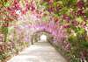 Wall Mural - Flowers in the tunnel