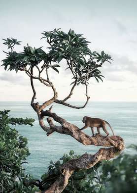 Poster - Maimuță în un copac, 60 x 90 см, Poster inramat pe sticla