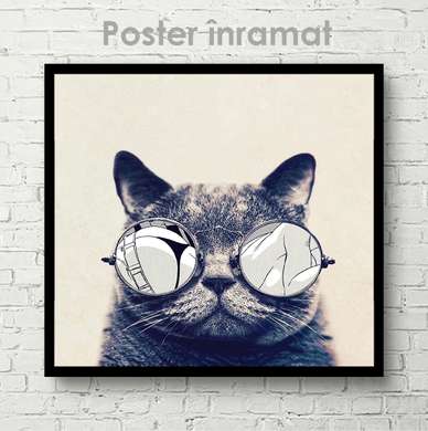 Poster, Pisică de modă, 100 x 100 см, Poster inramat pe sticla